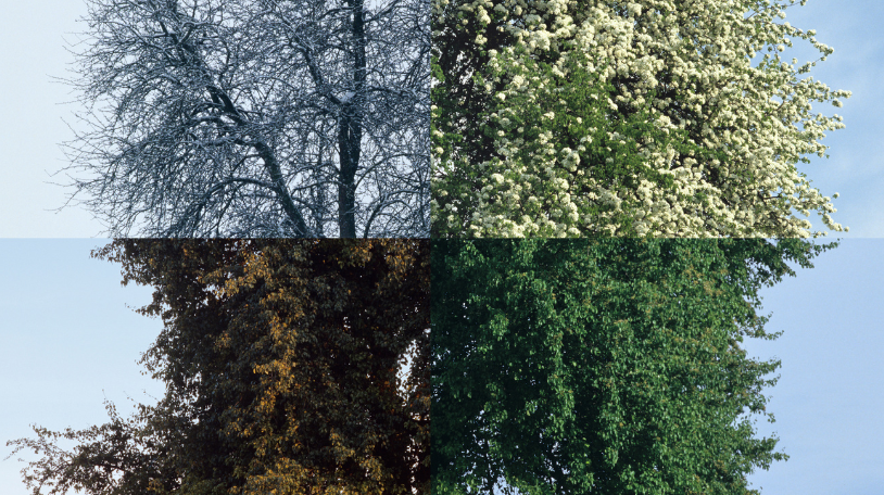 Seasons of Growth: What Nature Teaches Us About Strategy